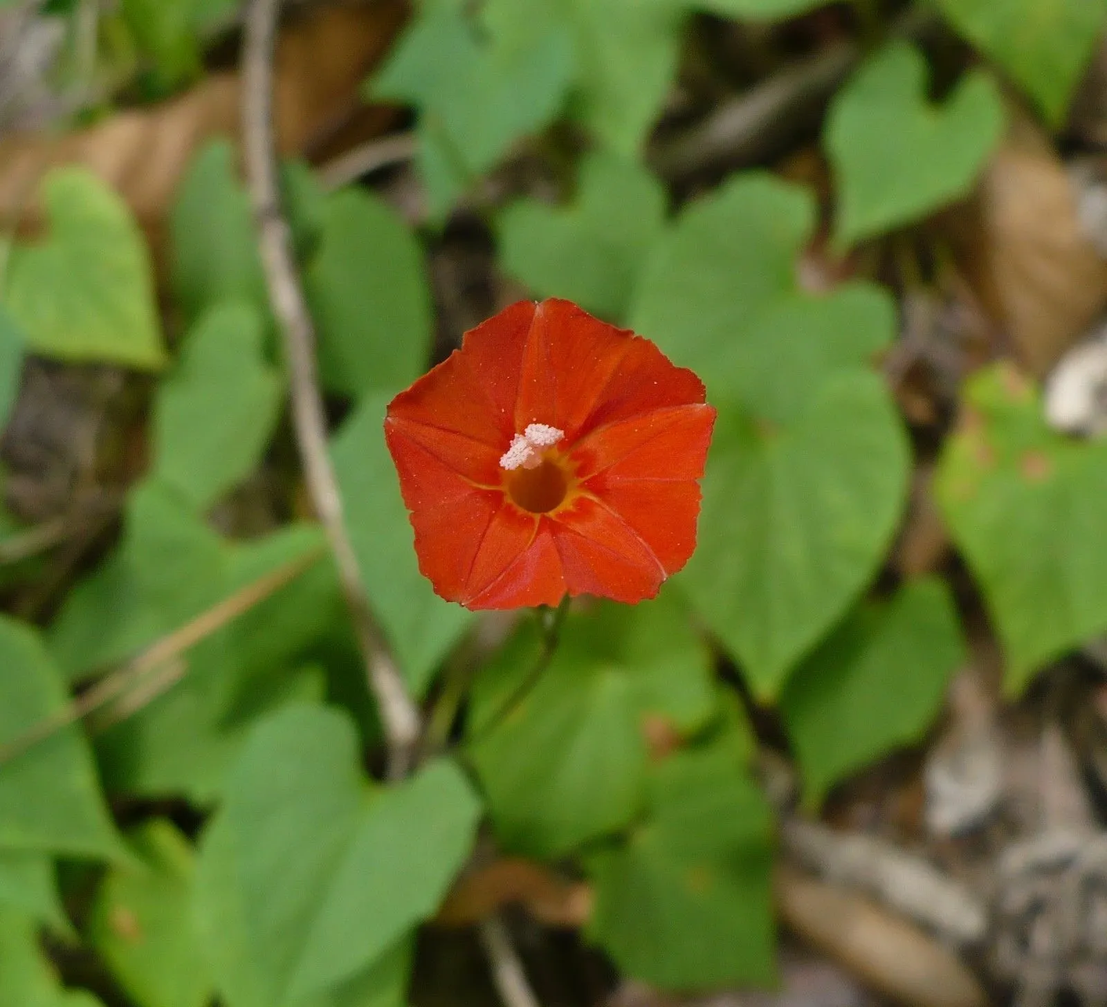 Scarlet Morning Glory Ipomoea hederifolia 20 Seeds  USA Company