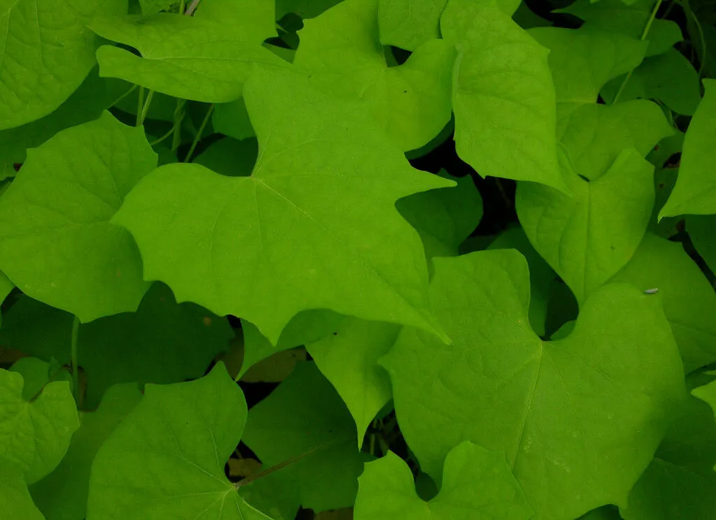 Scarlet Morning Glory Ipomoea hederifolia 20 Seeds  USA Company