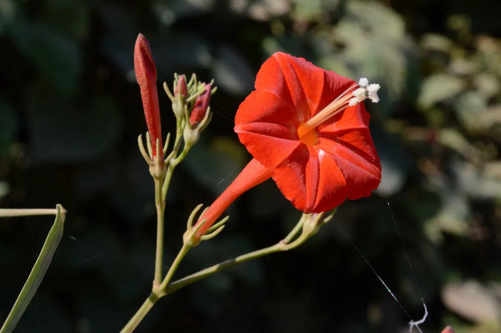 Scarlet Morning Glory Ipomoea hederifolia 20 Seeds  USA Company