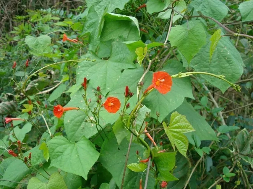 Scarlet Morning Glory Ipomoea hederifolia 20 Seeds  USA Company