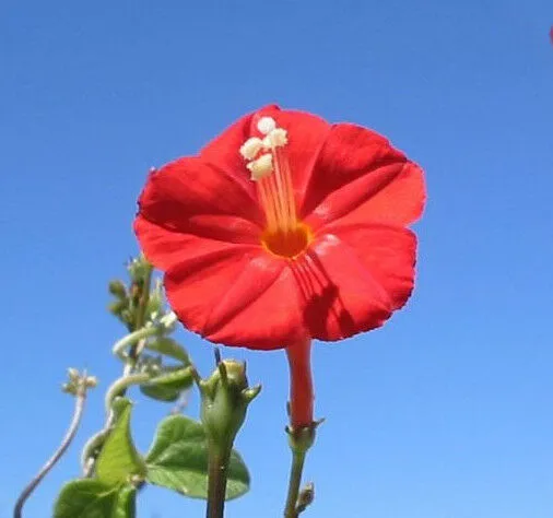 Scarlet Morning Glory Ipomoea hederifolia 20 Seeds  USA Company