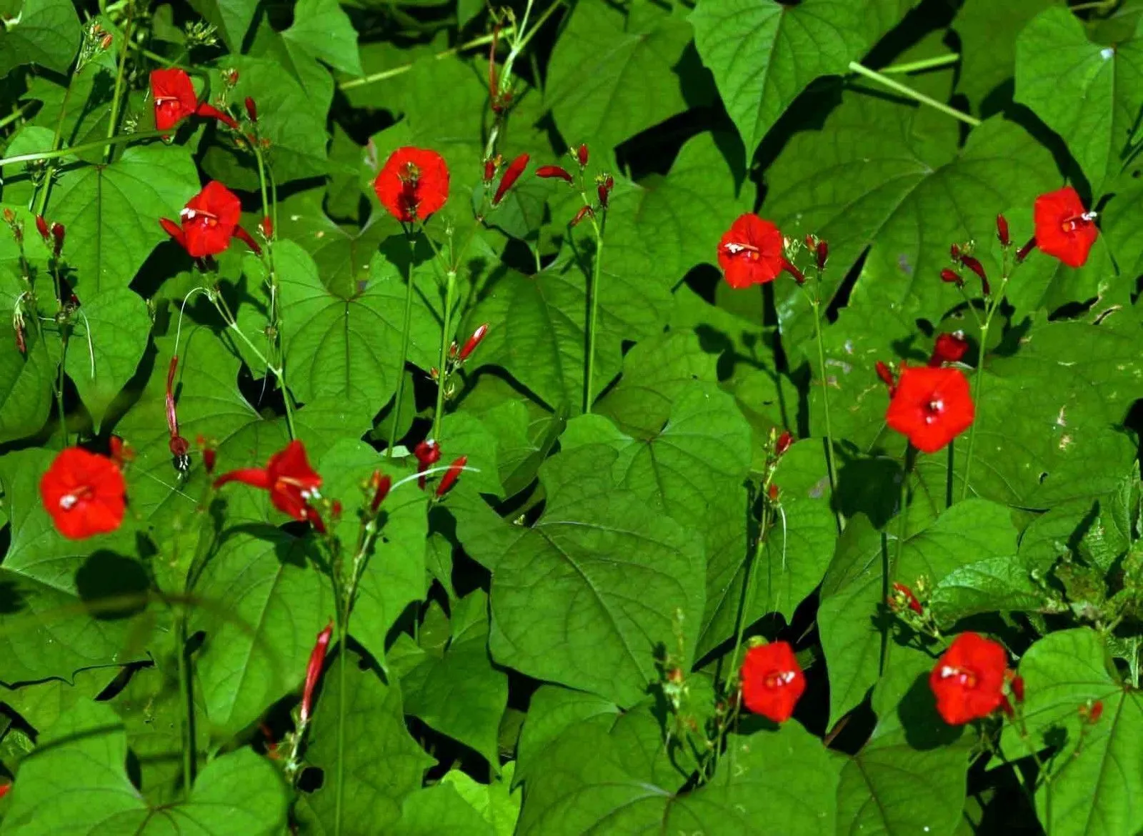 Scarlet Morning Glory Ipomoea hederifolia 20 Seeds  USA Company