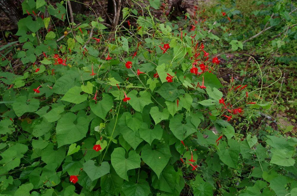 Scarlet Morning Glory Ipomoea hederifolia 20 Seeds  USA Company